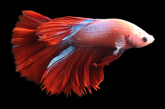 Betta Fisch siamesischer Kampffisch Betta splendens isoliert auf schwarzem Hintergrund roter Betta