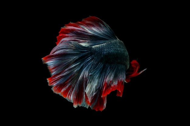 Betta Fisch, siamesischer Kampffisch isoliert auf schwarzem Hintergrund, buntes Tier