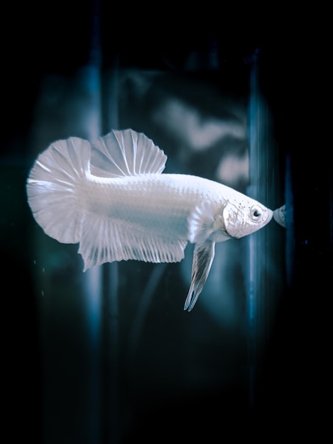 Foto betta-fisch