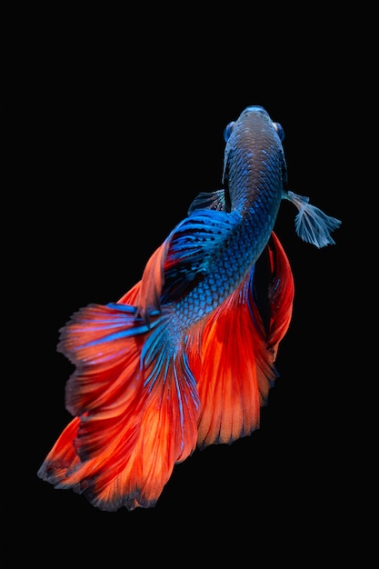 Betta Fisch