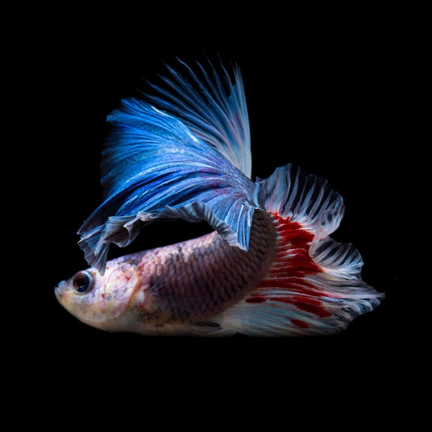 Betta Fisch