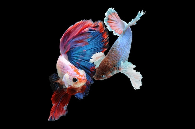 Betta FischBetta Fisch Foto auf schwarzem Hintergrund