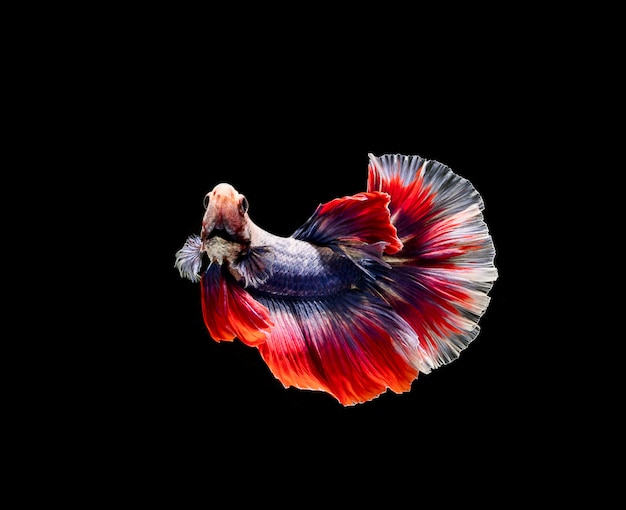 Betta-Fische, siamesischer Kampf, Betta splendens lokalisiert auf schwarzem Hintergrund