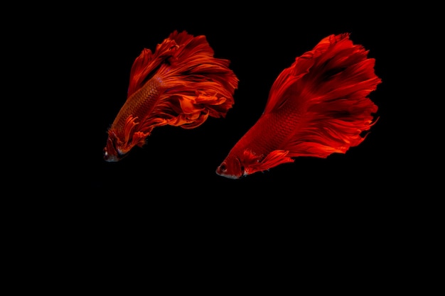 Foto betta fish.fighting fish. media luna roja dragon betta peces aislados.