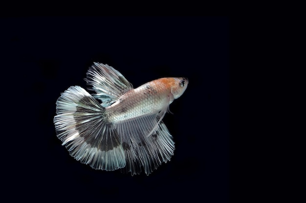 Betta de media luna metálica de cobre que lucha contra los peces en blackground negro