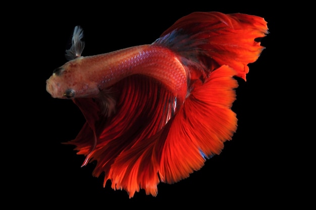 Betta peixe peixe-lutador-siamês betta splendens isolado em fundo preto betta vermelho