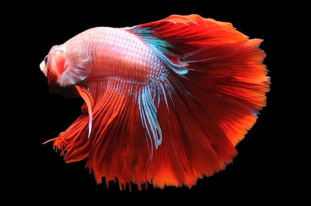 Betta peixe peixe-lutador-siamês betta splendens isolado em fundo preto betta vermelho