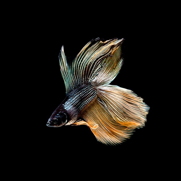 Betta peixe peixe-lutador-siamês betta splendens isolado em fundo preto