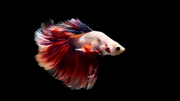 Foto betta peixe siamês lutador peixe betta splendens isolado no fundo preto