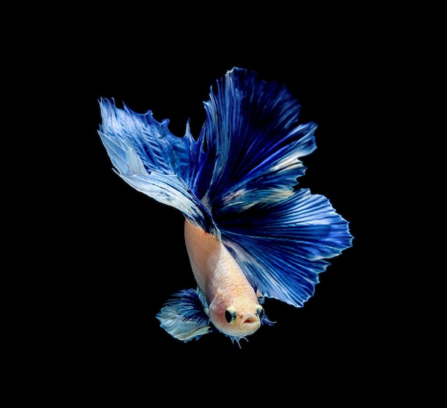 Betta pez siamés luchando betta splendens aislado sobre fondo negro