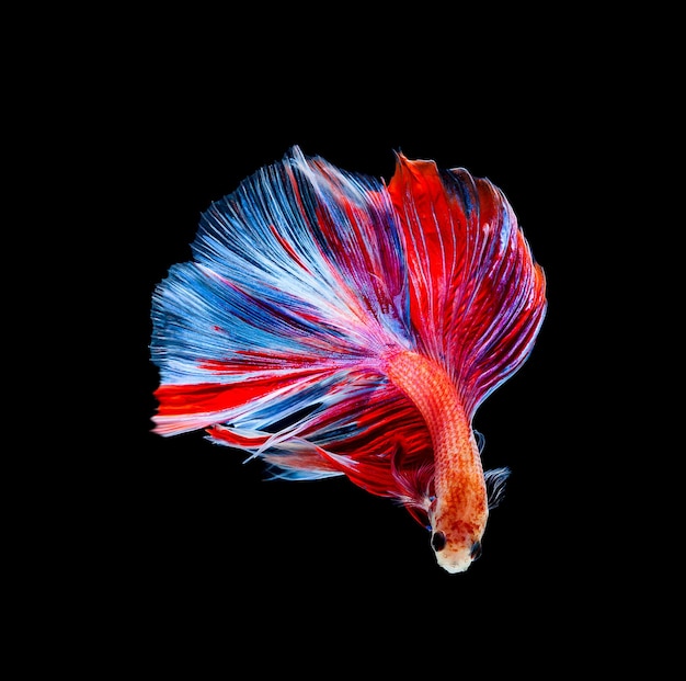 Betta pez siamés luchando betta splendens aislado sobre fondo negro