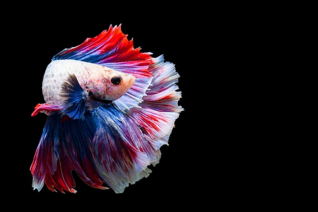 Betta Siamesischer Kampffisch populärer Aquariumfisch. Roter weißer blauer Thailand-Flaggenhalbmond