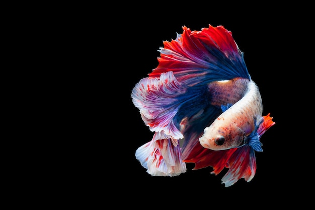 Betta Siamesischer Kampffisch populärer Aquariumfisch. Roter weißer blauer Thailand-Flaggenhalbmond