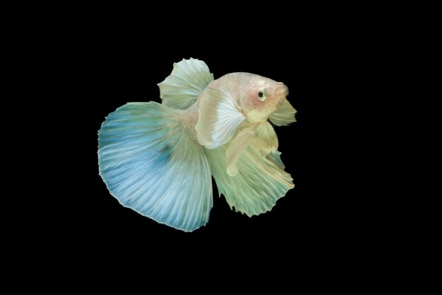 Betta splendens Halbmond Weiß