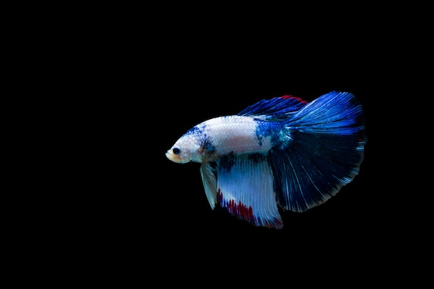 Betta splendens halfmoon, colorido peixe-lutador-siamês, lutando peixe em fundo preto,