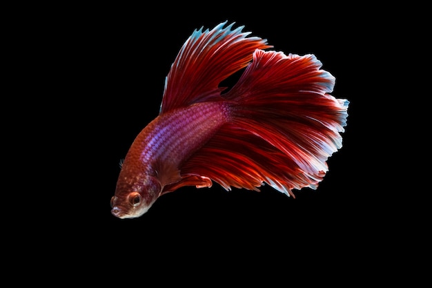 Betta splendens media luna Roja