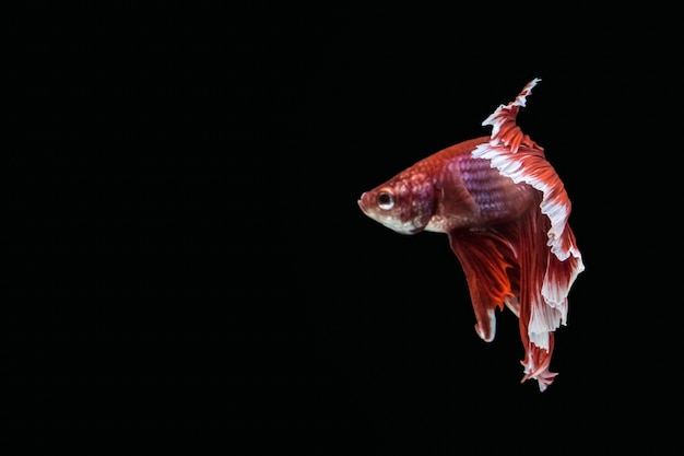 Betta splendens media luna Roja