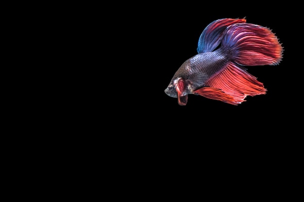 Betta splendens peces de China