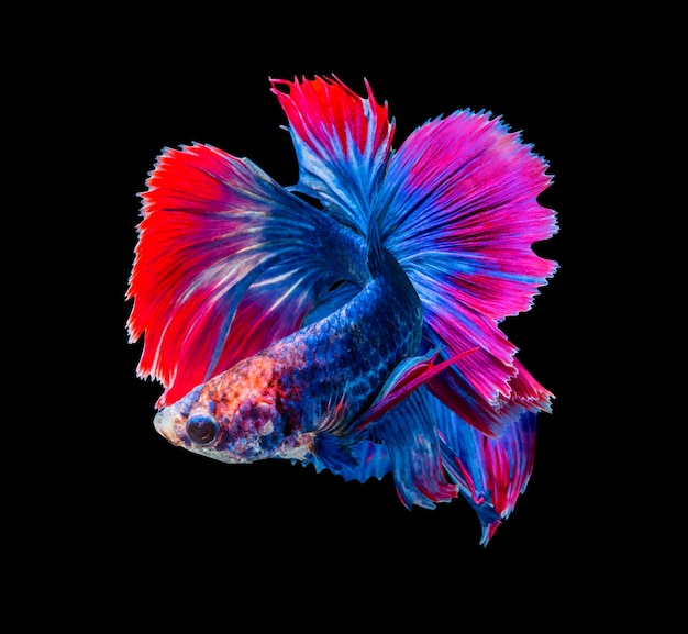 Betta splendens, peixe-lutador siamês isolado no fundo preto