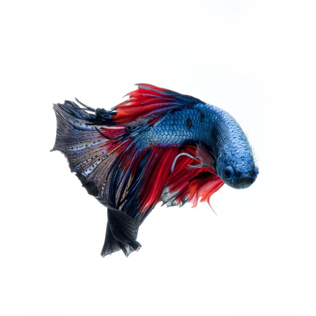 Bettas azul rojo