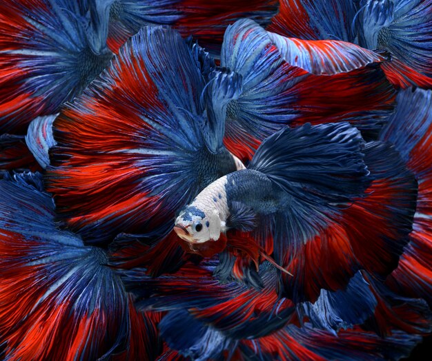 Bettas elegantes de colores.