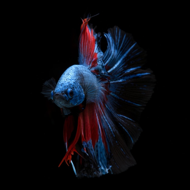 Bettas vermelho-azul