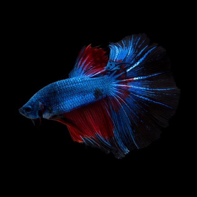 Bettas vermelho-azul