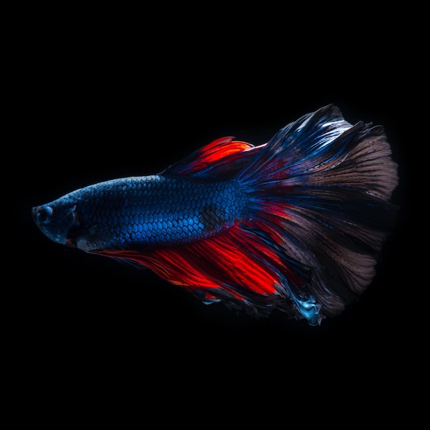 Bettas vermelho-azul