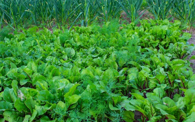 Betten im GartenSelektiver Fokus