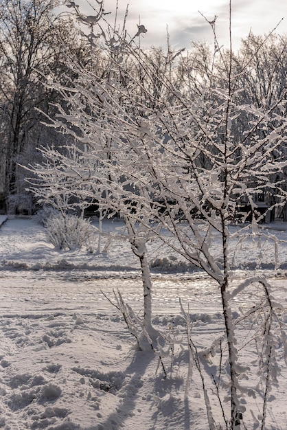 Foto bétula coberta de neve no inverno, cena idílica de inverno com duas árvores jovens e neve fresca caule vertical