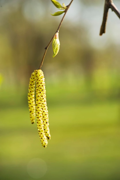 bétula de primavera