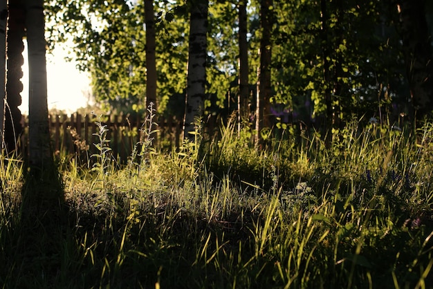 Bétula e grama no campo do pôr do sol