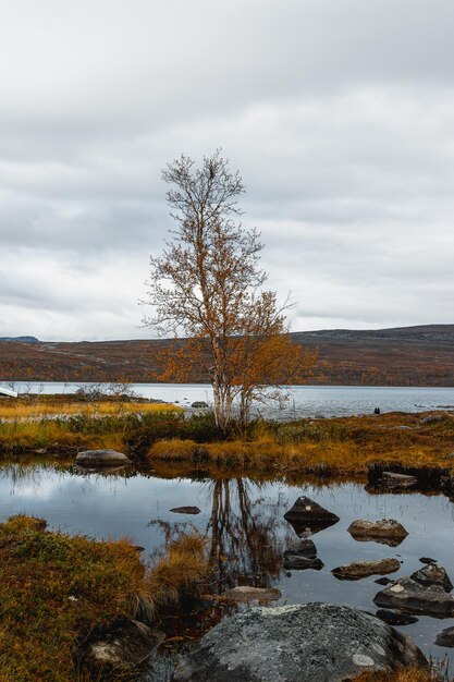 Bétula solitária na margem de um lago no outono