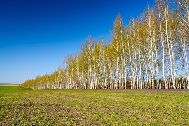 Bétulas de aterrissagem iguais. Vidoeiros com folhas verdes jovens em um dia ensolarado de primavera. Paisagem de primavera e céu azul.