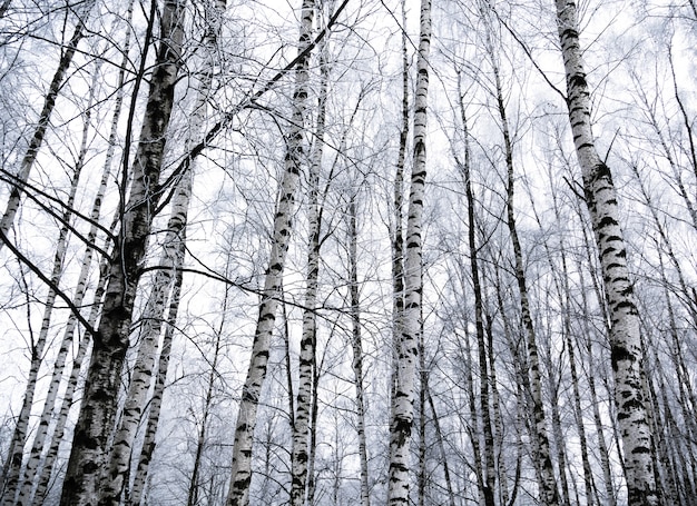 Bétulas de inverno