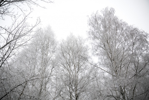 Bétulas de inverno