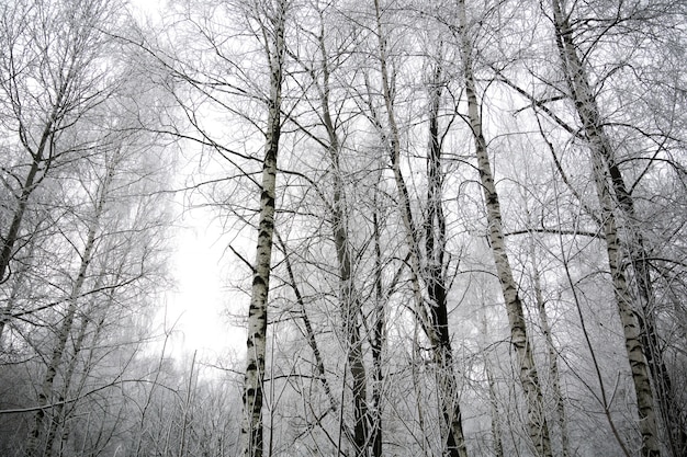 Bétulas de inverno