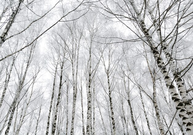 Bétulas de inverno