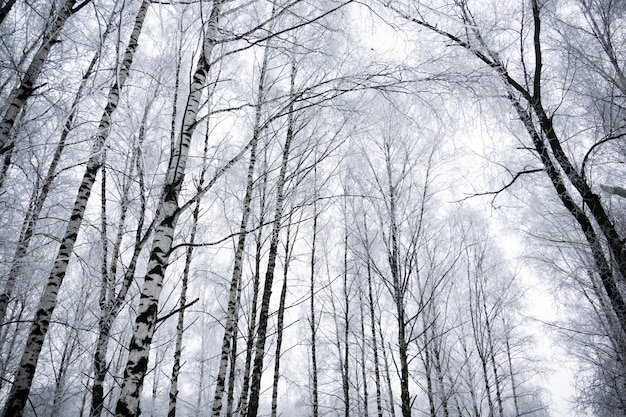 Bétulas de inverno