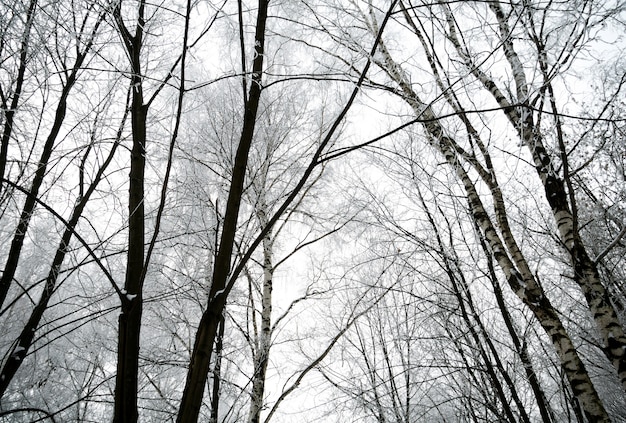 Bétulas de inverno