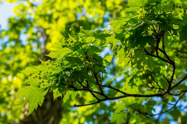 Bétulas jovens e folhas de bétula verde fresca na primavera, dia de sol no parque