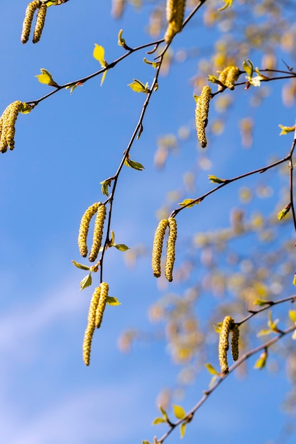 Bétulas na primavera