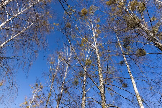 bétulas sem folhas no início da primavera com tempo ensolarado os primeiros botões em bétulas jovens no início da primavera