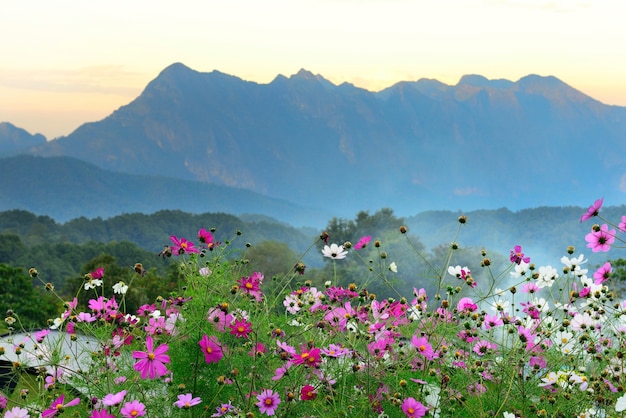 Beuatiful flores coloridas do majestoso pôr do sol na paisagem de montanhas