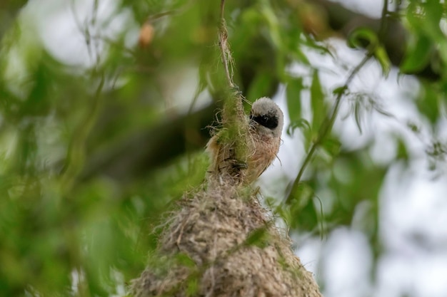 Beutelmeise auf Nest (Remiz pendulinus)