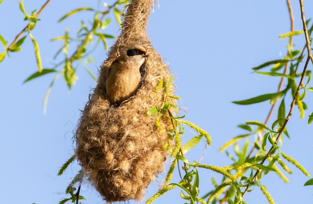 Beutelmeise remiz Ein Vogel baut ein Nest, das wie ein Fäustling aussieht