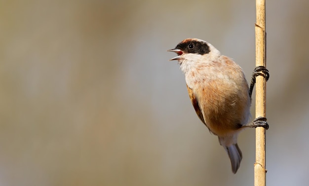 Beutelmeise Remiz pendulinus Ein Vogel singt rufend