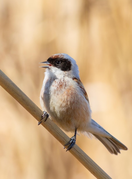 Beutelmeise Remiz pendulinus Ein Vogel singt rufend