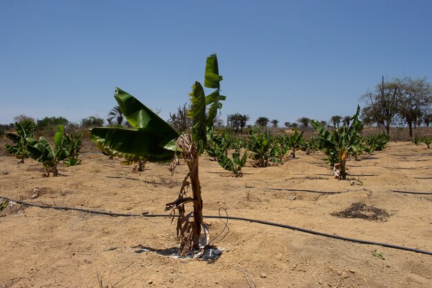 Bewässerte Bananenplantage an einem trockenen Ort an einem sonnigen Tag