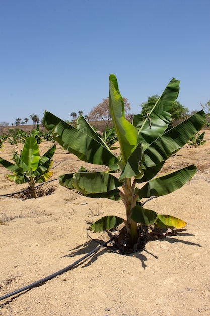 Bewässerte Bananenplantage an einem trockenen Ort an einem sonnigen Tag